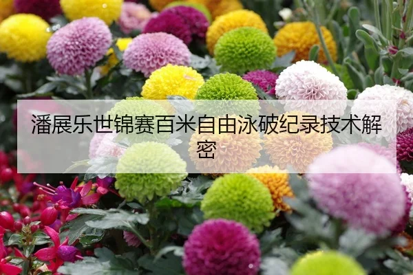 潘展乐世锦赛百米自由泳破纪录技术解密